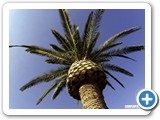 a4s_canary071208_30396a_8col