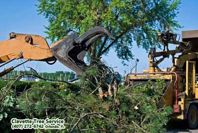 Tree Service photo 2